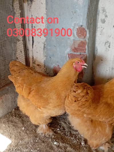 2 Healthy Home Grown Hens (9 Months Old)Call 03008391900