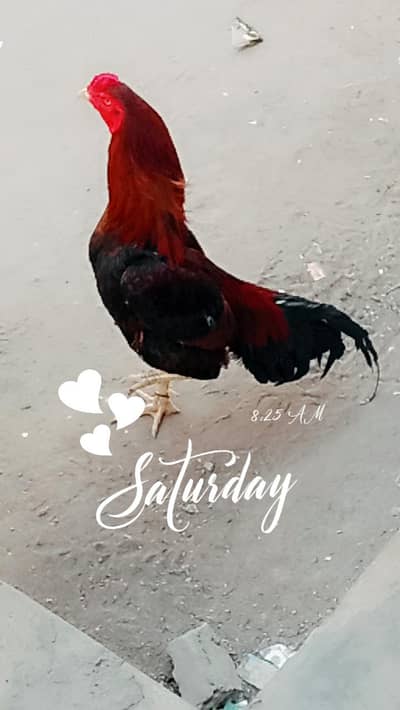  Desi Aseel Murga Murgi for Sale.