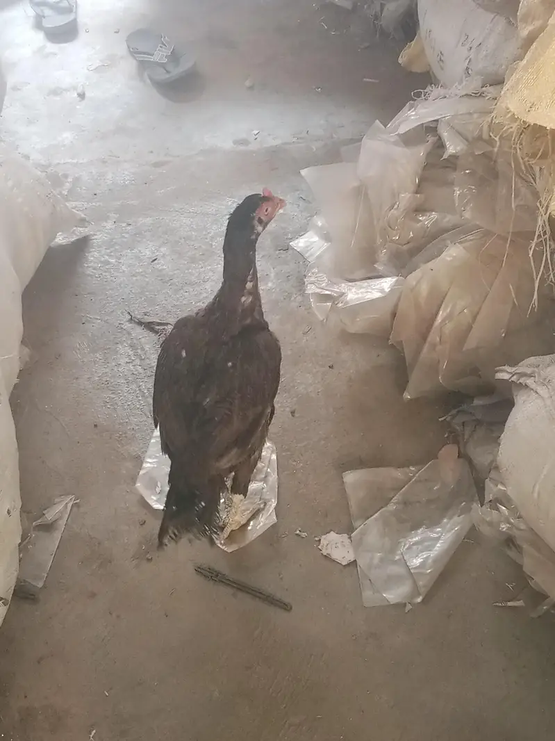 Desi Aseel Murga Murgi for Sale. — photo 5