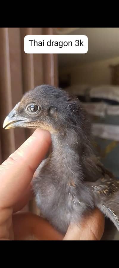 Aseel thai,Aseel Shamo(45000),Aseel dragon (female 2 available hy 45k