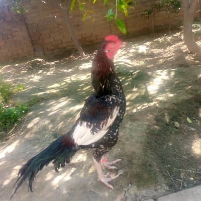 Lal china aseel miawali murga