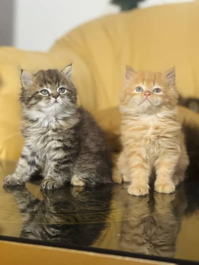 Genger Colour Persian Male Cat