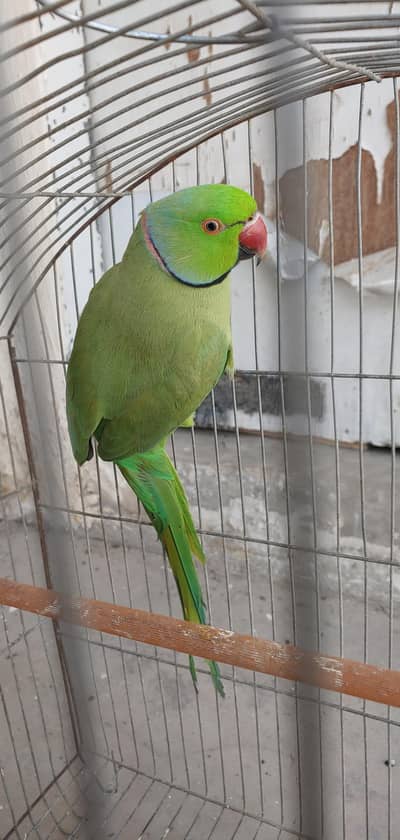 Mitthu only not the cage