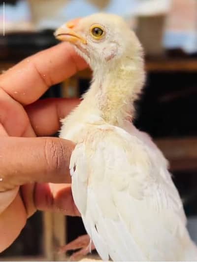 pure heera choti nok chick for sale
