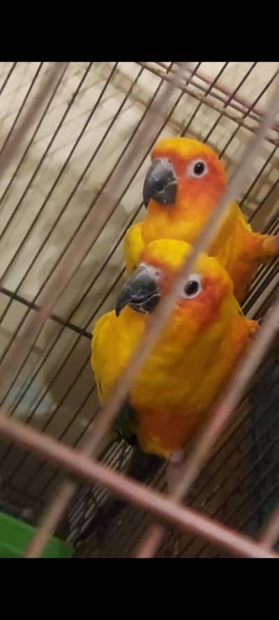 sun conure pair available best for entertaining  ring bird