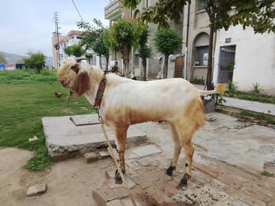 qurbani Bakra