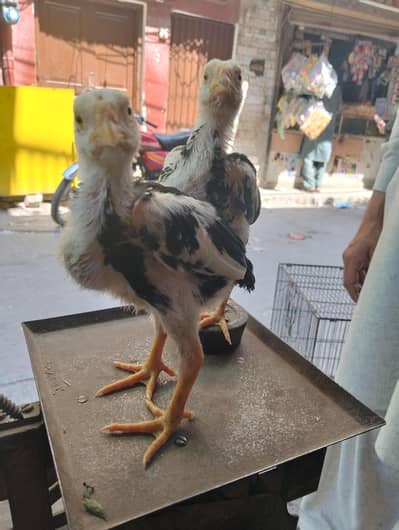 oh shamoo mushka and cheena