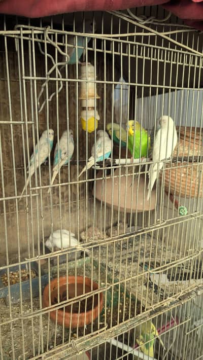 Australian Parrots For Sale, Pair Available in Reasonable Price