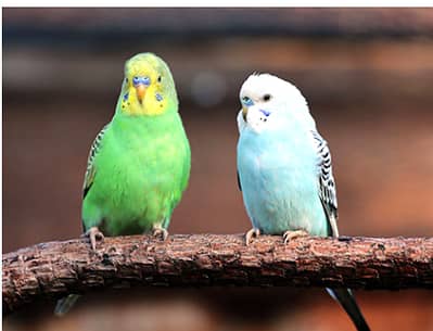 2 pair of budgies -