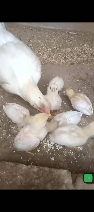 pure heera aseel chicks