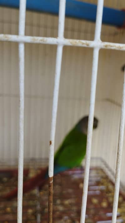 Green  Cheek Conure breeder pair &  Decino online pairs for Sale