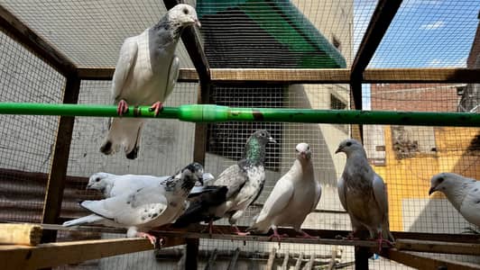 pigeons for sale | kabooter for sale | birds for sale