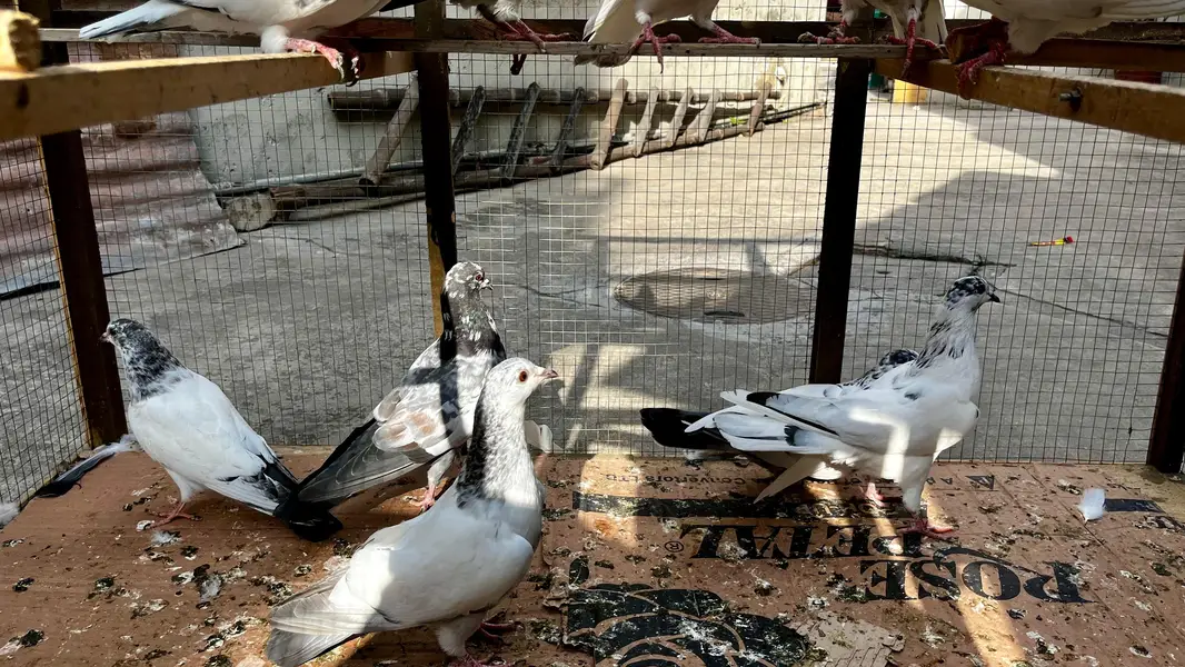 pigeons for sale | kabooter for sale | birds for sale — photo 2