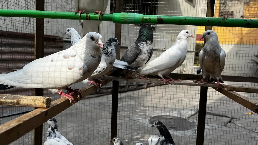 pigeons for sale | kabooter for sale | birds for sale — photo 3