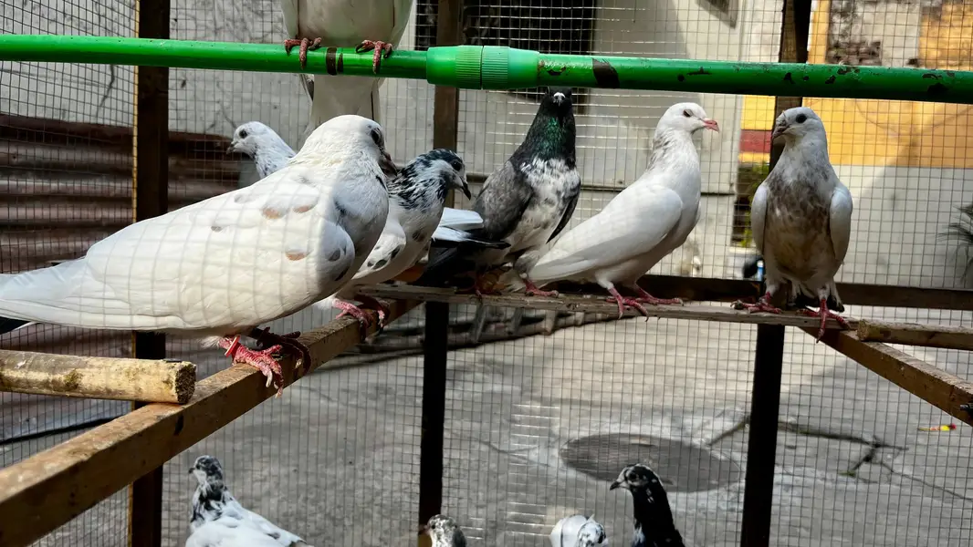 pigeons for sale | kabooter for sale | birds for sale — photo 4