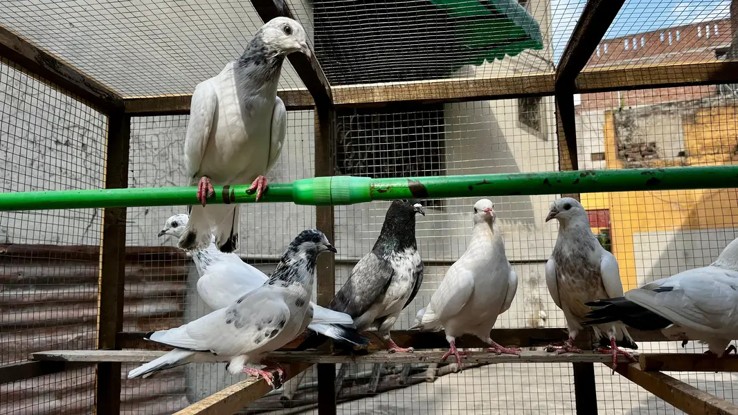 pigeons for sale | kabooter for sale | birds for sale — photo 5