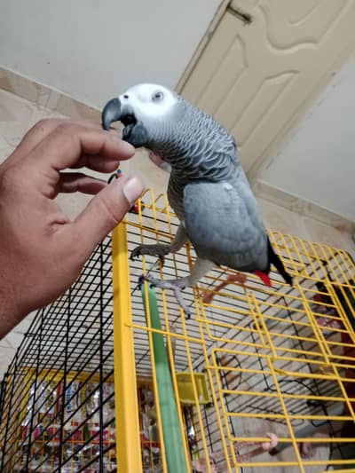 African grey parrot  phone number 03002844776