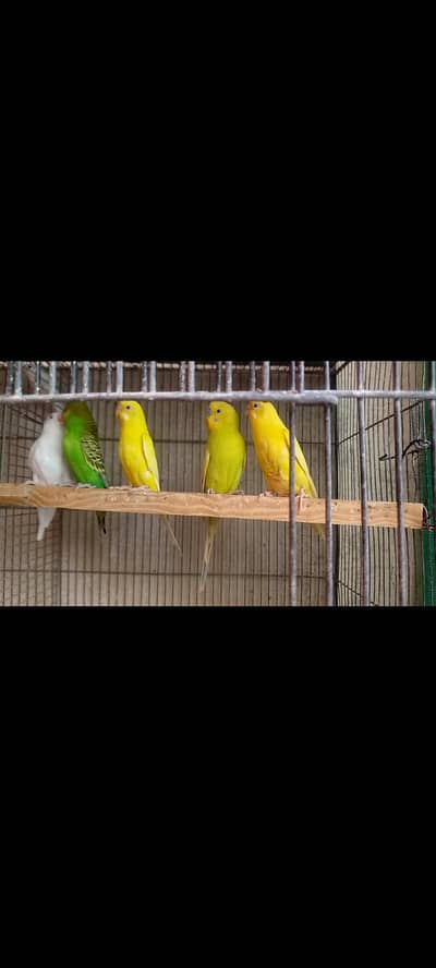 Austrilian Parrots Red Eyes 2 Male 1 Female 1 pied and 1 bajri male