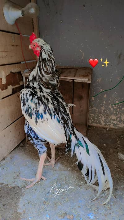 Aseel Cheena Breeder