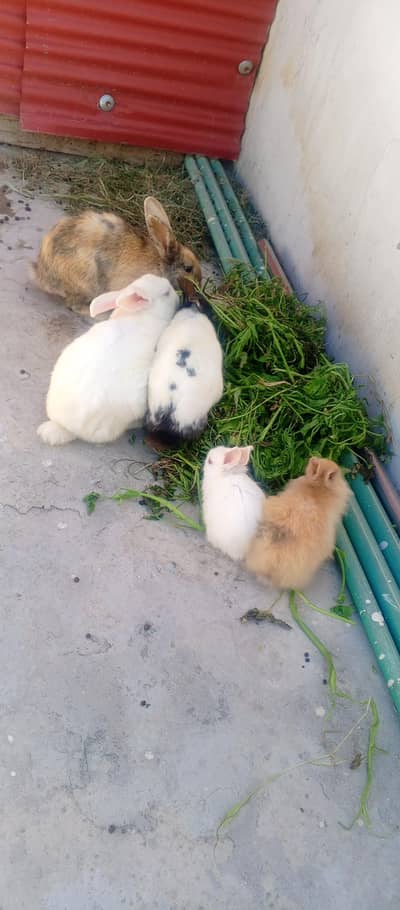rabbits for sale with babys