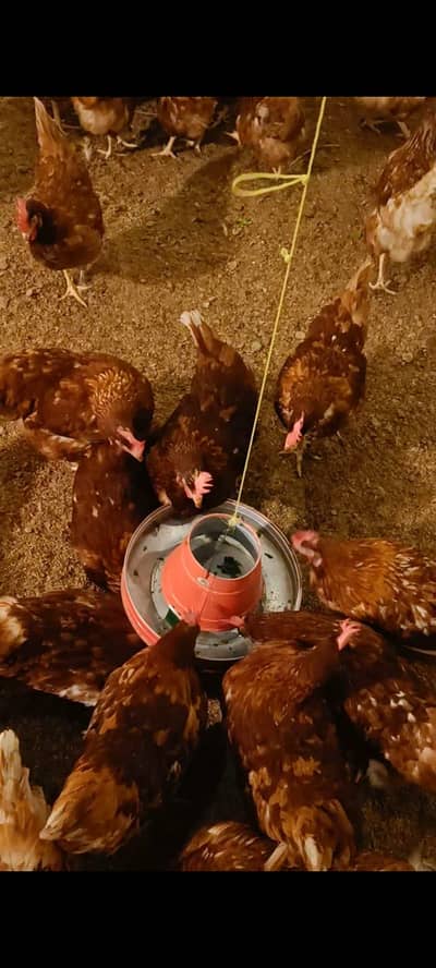 Lohman brown/ lohman black for sale