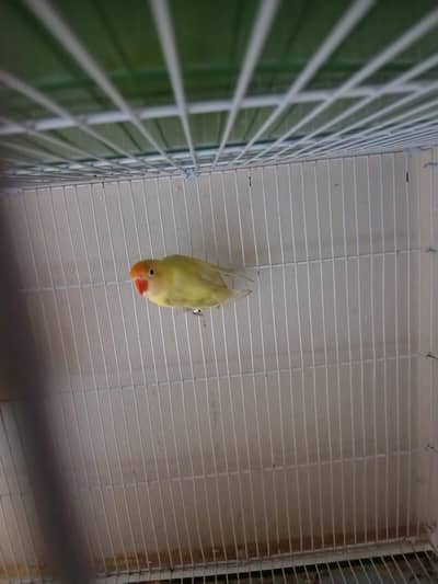 4 pairs  with cage complete set