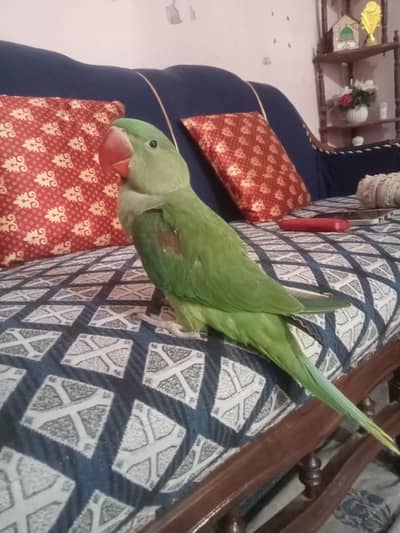 Raw Jumbo Size Chick Hand tame