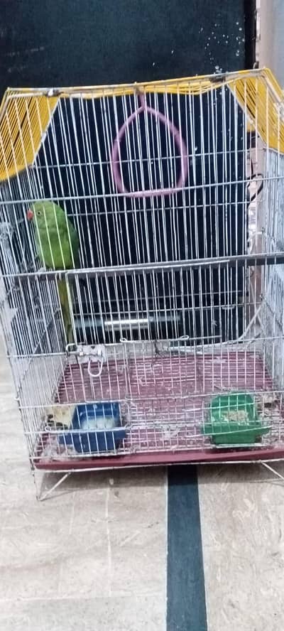 Assalam e alaikum  green parrot bollta ha guaranty k sath