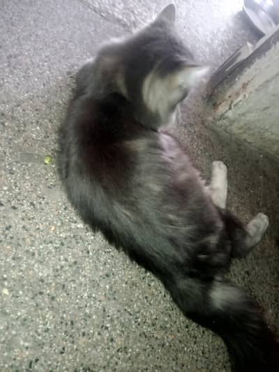 good in health nice colour