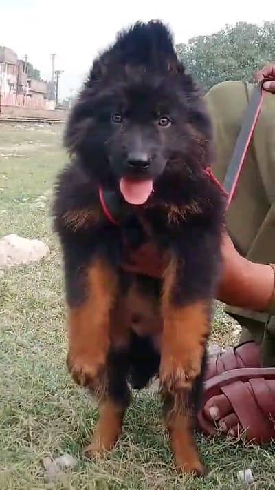 German Shepherd puppies and active vip pure breed Whatsapp 03410623551