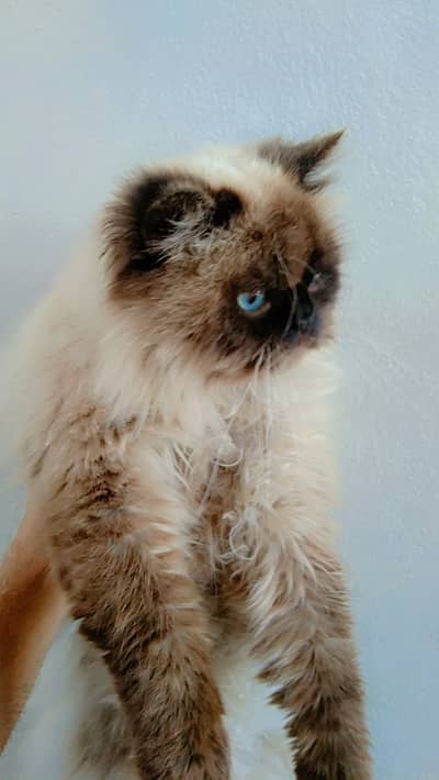 Interested log rabt kry high quality male for sale