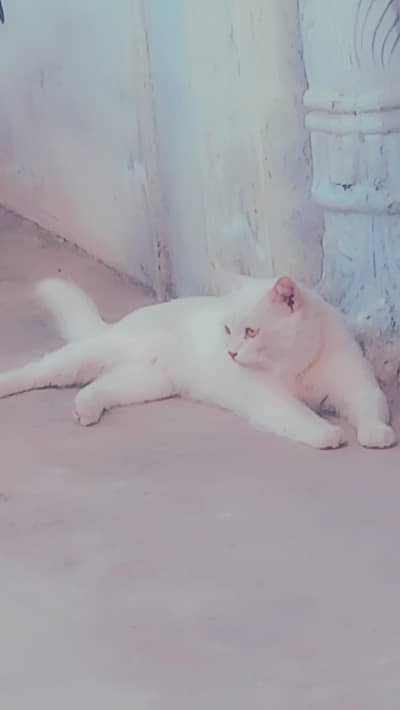 white male Persian cat