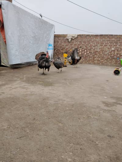 turkey breeder female egg laying
