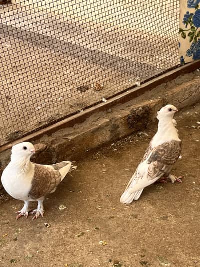 Sentient breeder pair for sale