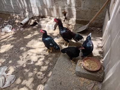 mushka aseel astrolopg light sussex