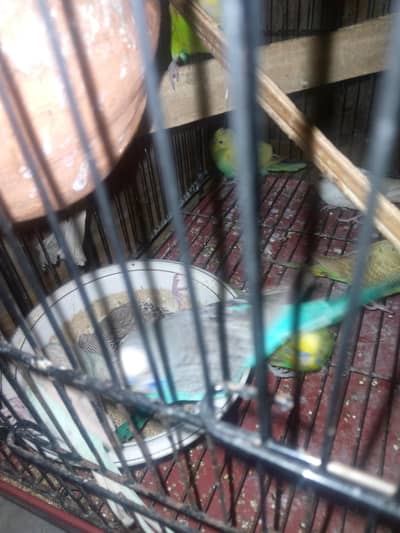 Australian Birds for sale