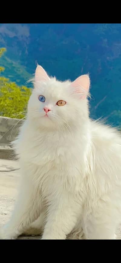 Persian cats for sale vaccinated and deworming