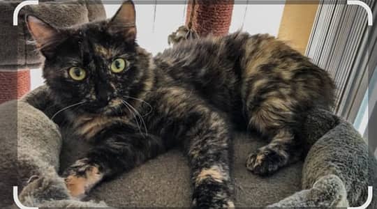 Seemi persion black cat