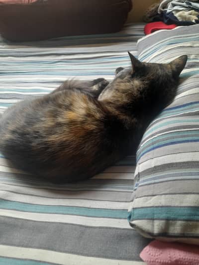 Seemi persion black cat