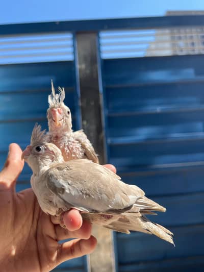 Handtamed Cocktail Pair Quality Fully Attached No Bite