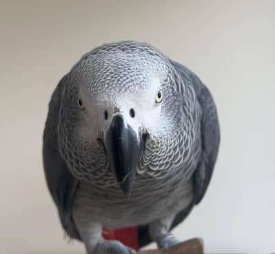 African grey parrot