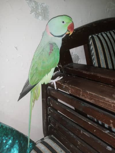 Raw Parrot Male