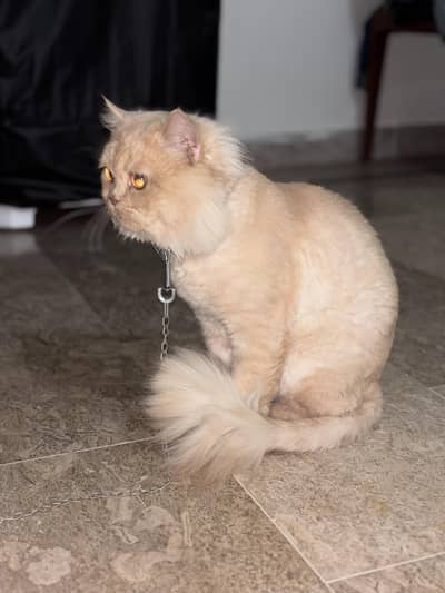 Pakistan Lahore samanabad