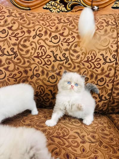 Persian kittens triple coat pair  for sale contact whatsap 03201503884