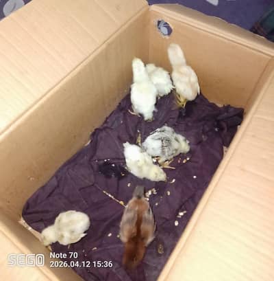 Pure Mianwali Aseel Chicks (20 Days Old) – Healthy & Active –