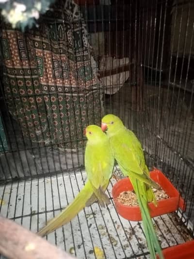 parrot for sale parrot for sale