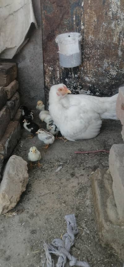 اصیل ہیرا مرغی نو نو پیس اٹھ مشک کے بچے