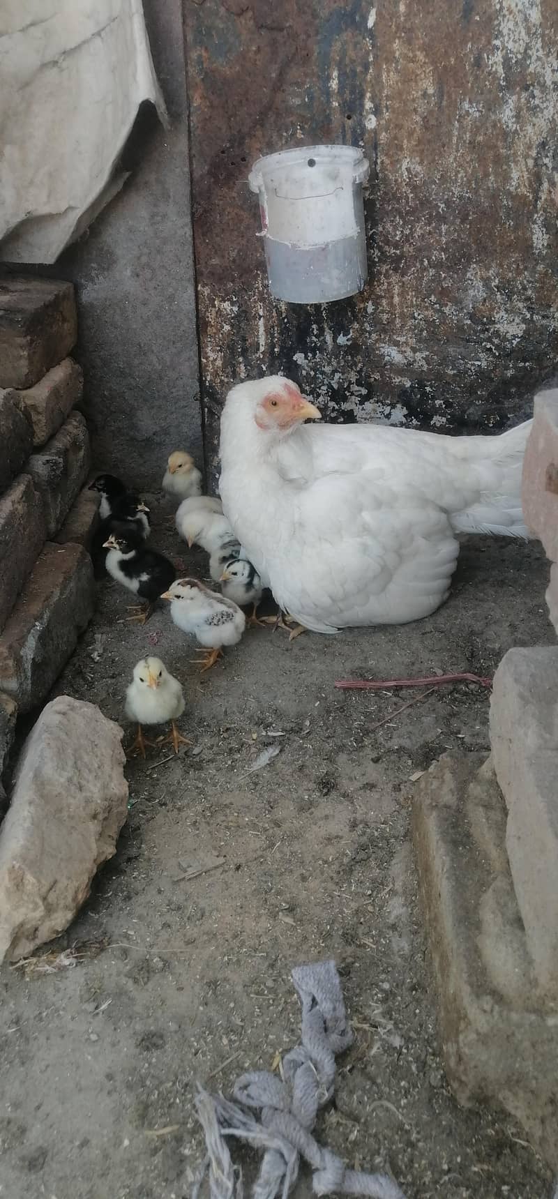 اصیل ہیرا مرغی نو نو پیس اٹھ مشک کے بچے 0