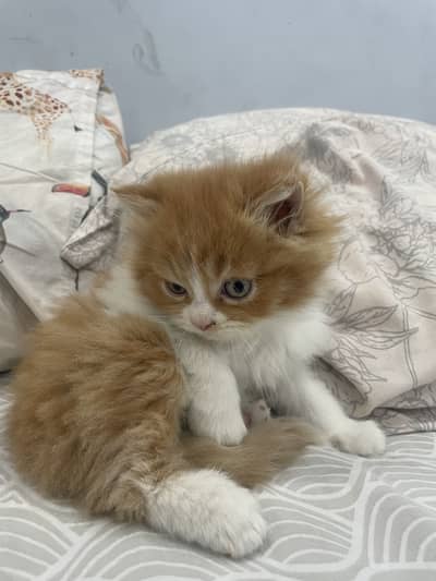 Persian kittens for sale