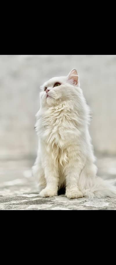 white pair for sale with blue eyes